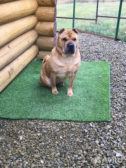 Передержка животных. Зоогостиница