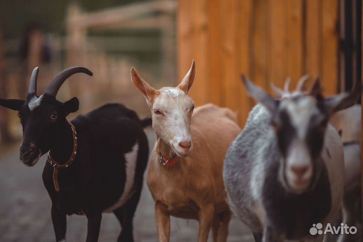 Экскурсии, семейный отдых