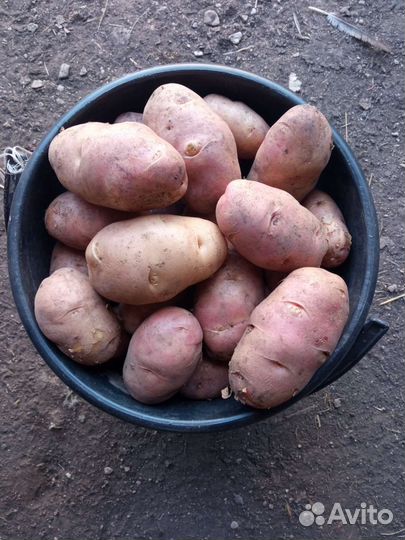 Продам картофель