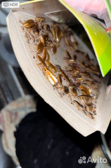 Уничтожение клопов, тараканов. Дезинфекция