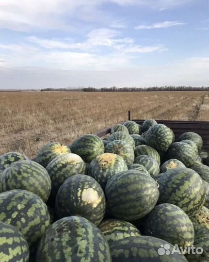 Арбуз холодок с ангара