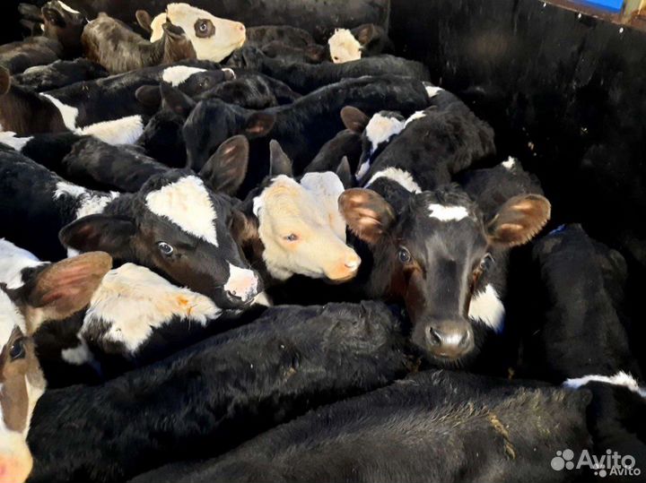 Бычки телята