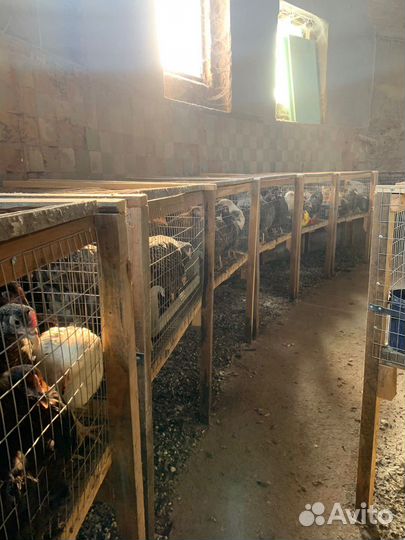 Несушки молодки чешский доминант 5,5 месяцев