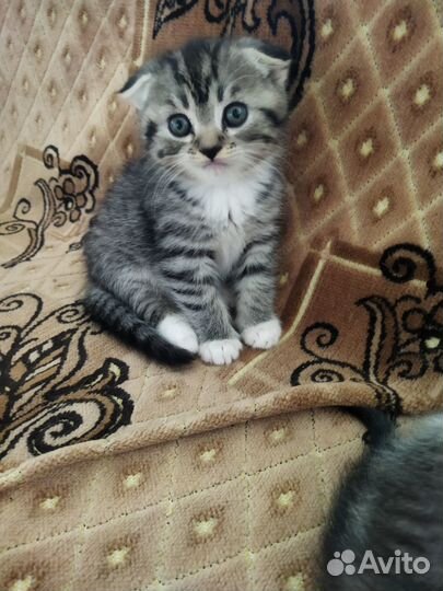 Шотландские котята