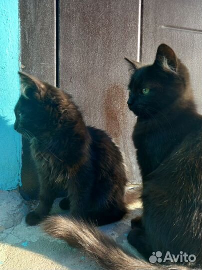 Кошка в дар бесплатно