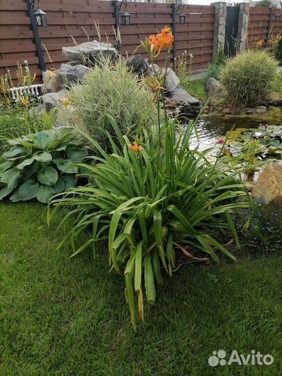 Лилейник высокорослый. Обмен