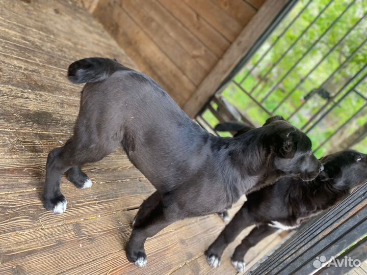 Щенки сао алабай