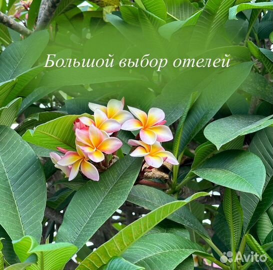 Горящие туры в Таиланд, Путевка Паттайя, Пхукет