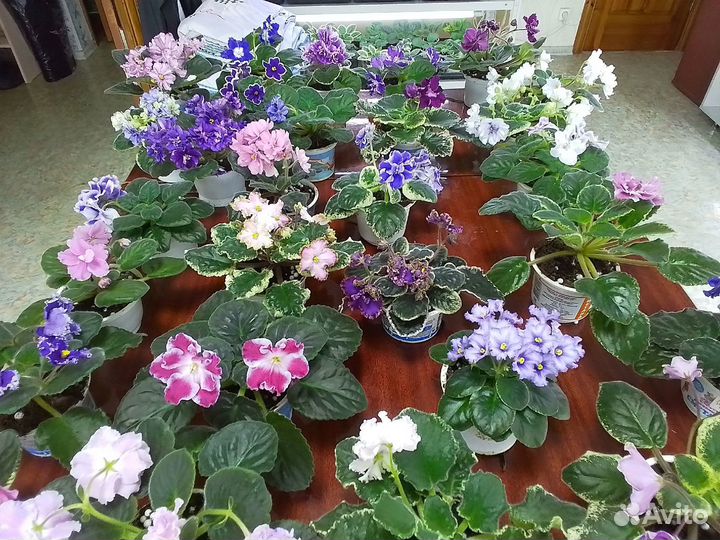 Сортовые фиалки цветущие