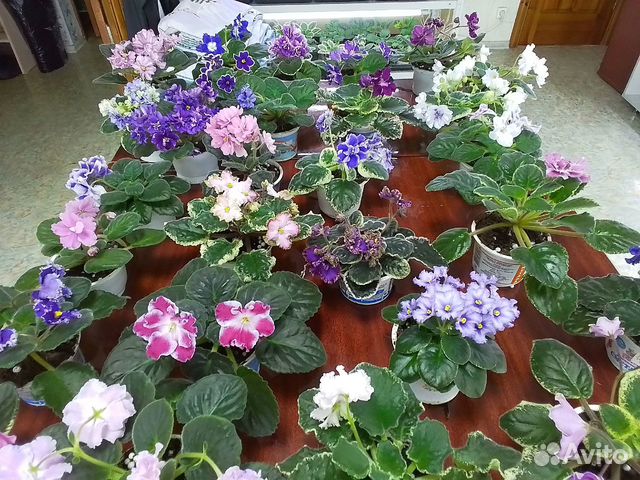 Сортовые фиалки цветущие