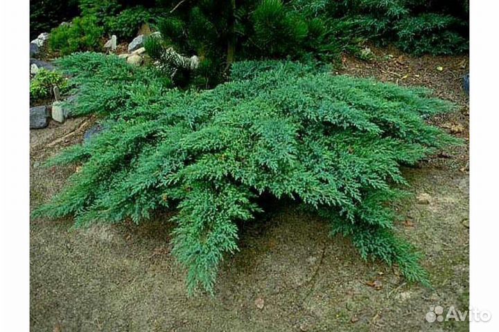 Мож-ник Rockery gem