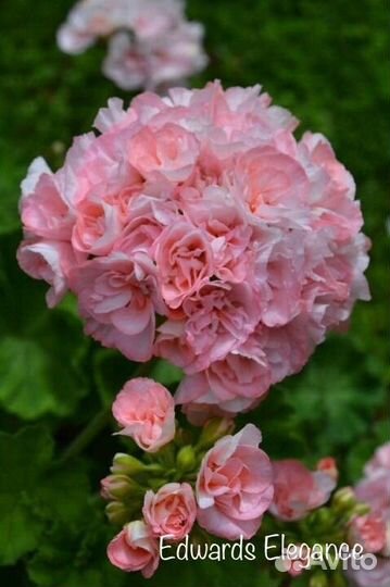 Пеларгония сортовая