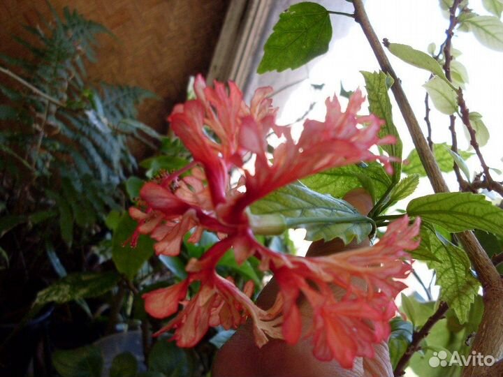 Гибискусы сортовые, мурайя, жасмин