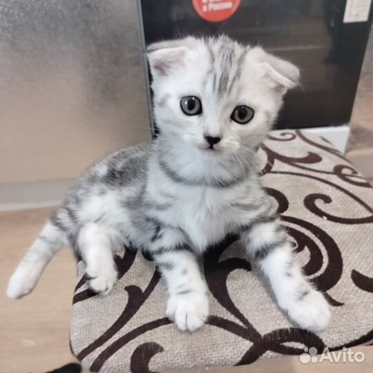 Шотландские котята