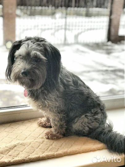 Передержка собак