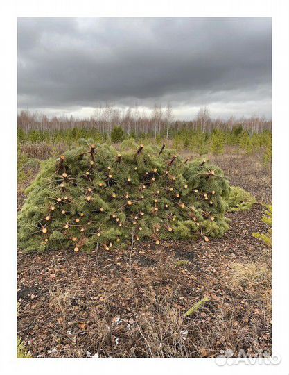 Сосна Новогодняя