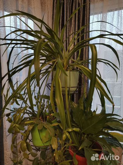 Хлорофитум