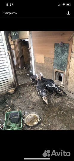 Инкубационное яйцо индюшки