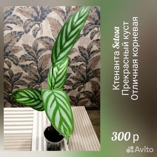 Ктенанта Сетоза Setosa, маранта, калатея комнатные