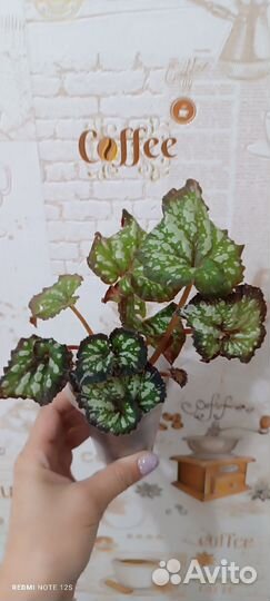 Бегония декоративно лиственная почтой