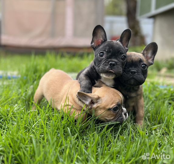 Французские бульдоги