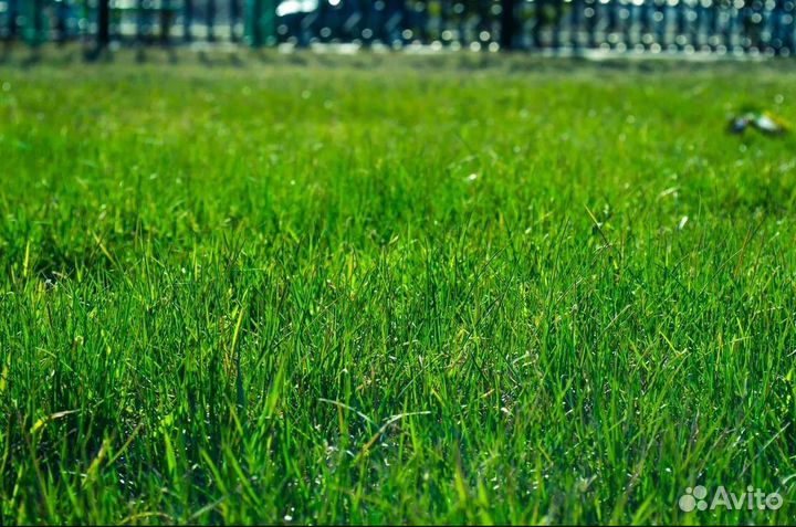 Семена газона 