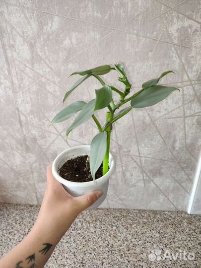 Филодендрон сильвер