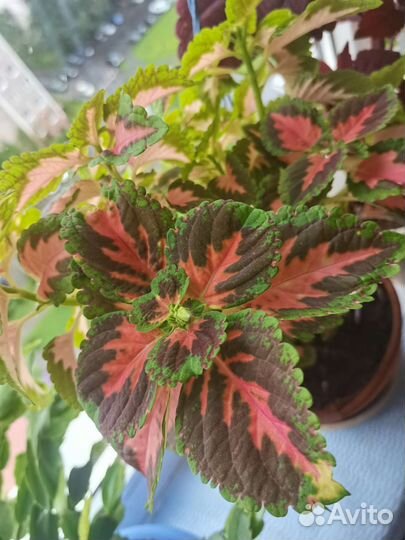 Колеусы, традесканция, ирезине