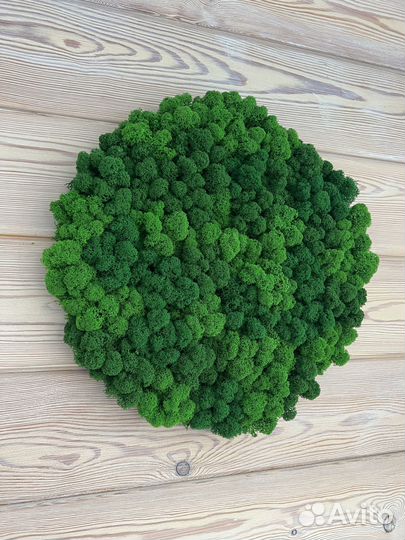 Панно из стабилизированного мха