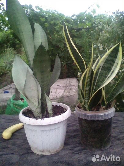 Цветы домашние