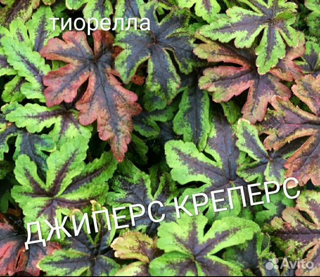 Саженцы гейхерелл