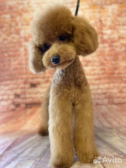 Стрижка собак и кошек