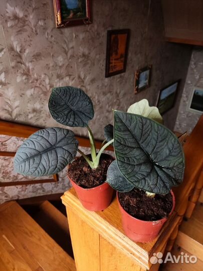 Алоказия мело