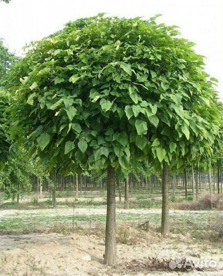 Шелковица шаровидная