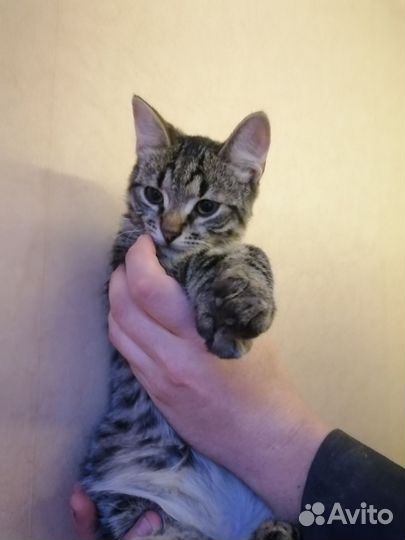 Ласковые котята