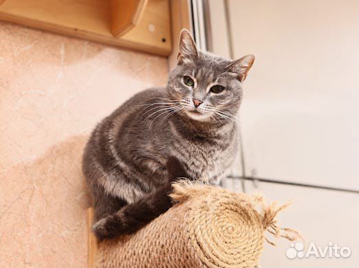 Аристократичная кошечка Мишель в добрые руки