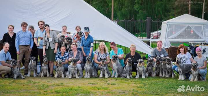 Щенки миттельшнауцера перец с солью