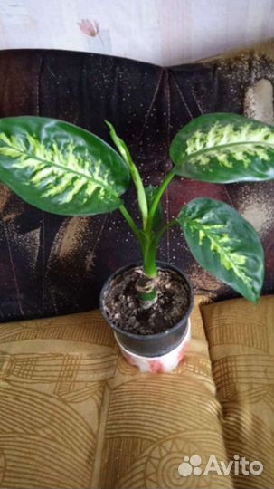 Диффенбахия три вида