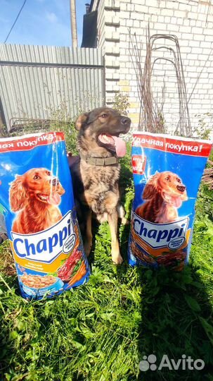 Сухой корм для собак чаппи 15 кг/еда для собак