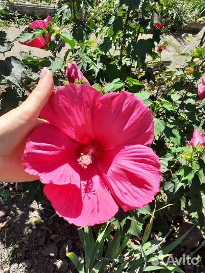 Уличный травянистый гибискус