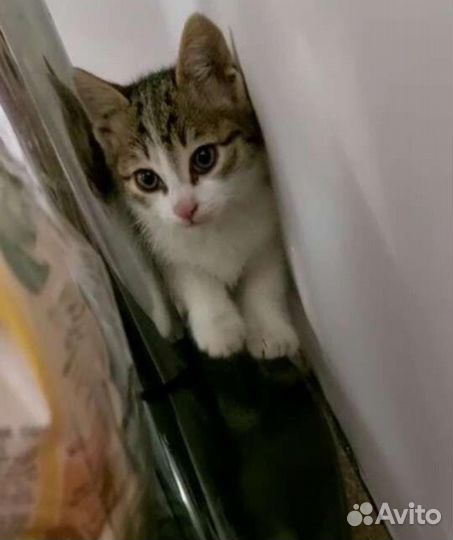 Европейская