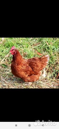 Куры молодки несушки