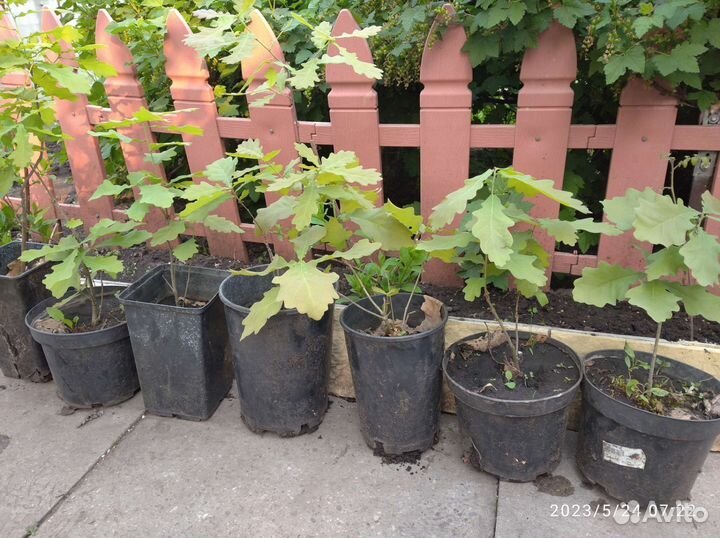 Саженцы дуба