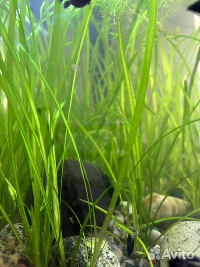 Валлиснерия, аквариумное растение