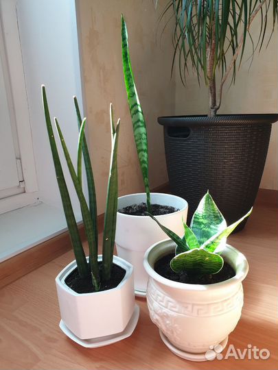 Комнатные растения. Цены в описании