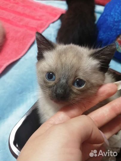 Котята в добрые руки бесплатно