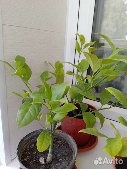 Лимон Мейера