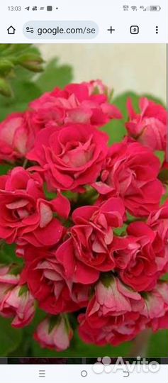 Цветы комнатные