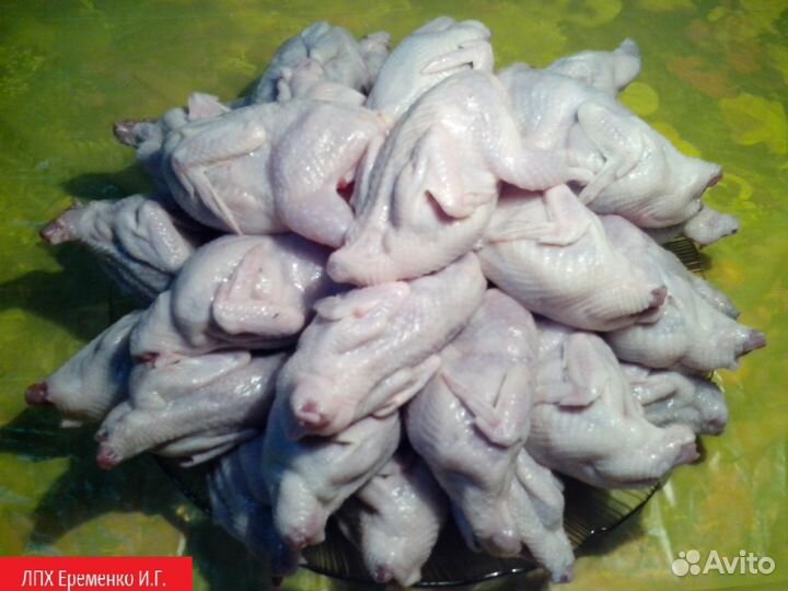 Мясо перепелов