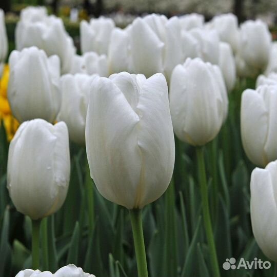Тюльпаны пионовидные к 8 марта в розницу